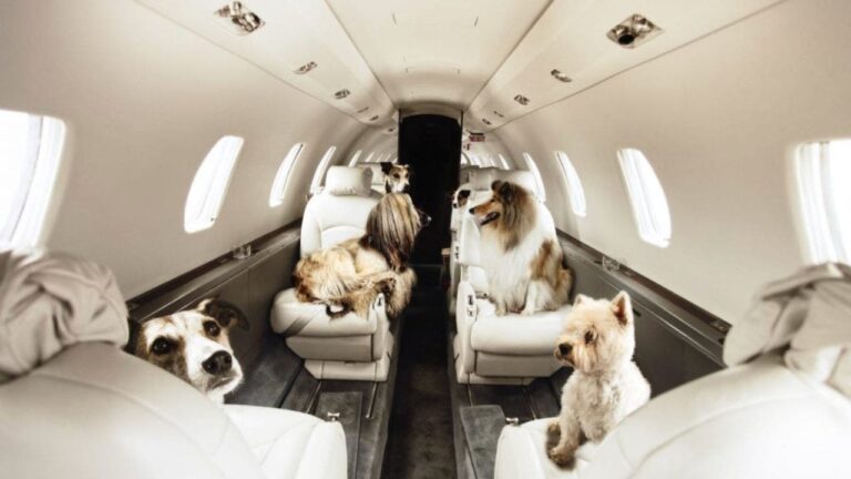 5 How to travel with your dog when money is no object