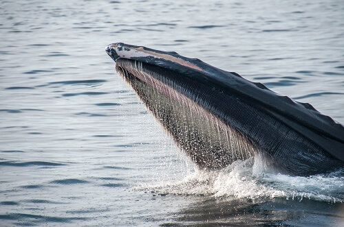 whale feeding