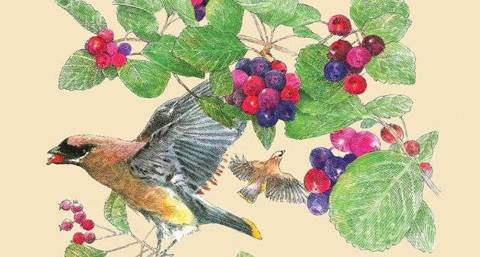 serviceberry robin wall kimmerer.jpg.optimal