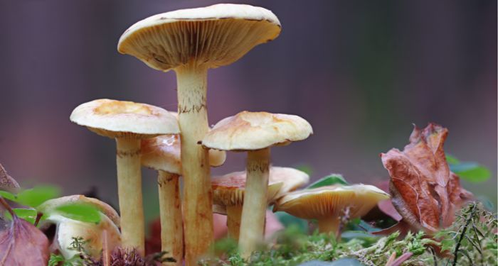 mushroom patch.jpg.optimal